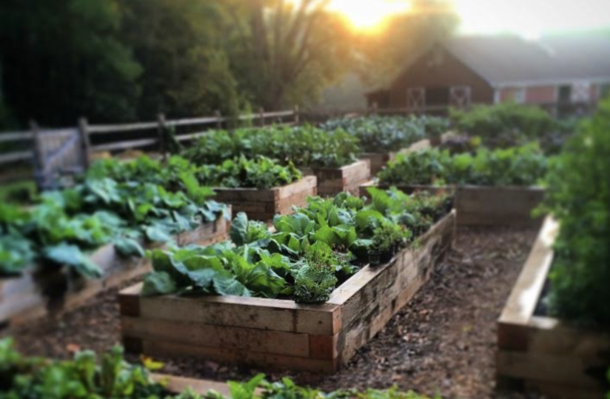 Tips for gardening from THS's own Mrs. Goyette
